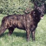 Hollandsk Gjeterhund