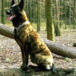 Hollandsk Gjeterhund