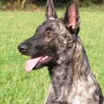 Hollandsk Gjeterhund