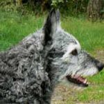 Hollandsk Gjeterhund