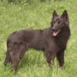 Hollandsk Gjeterhund