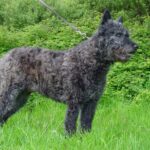 Hollandsk Gjeterhund