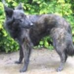 Hollandsk Gjeterhund