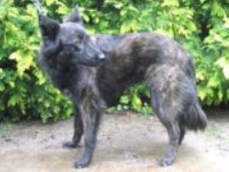 Hollandsk Gjeterhund