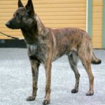 Hollandsk Gjeterhund