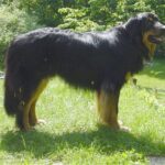 Hovawart