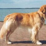 Hovawart