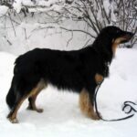Hovawart