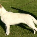 Hvit Gjeterhund