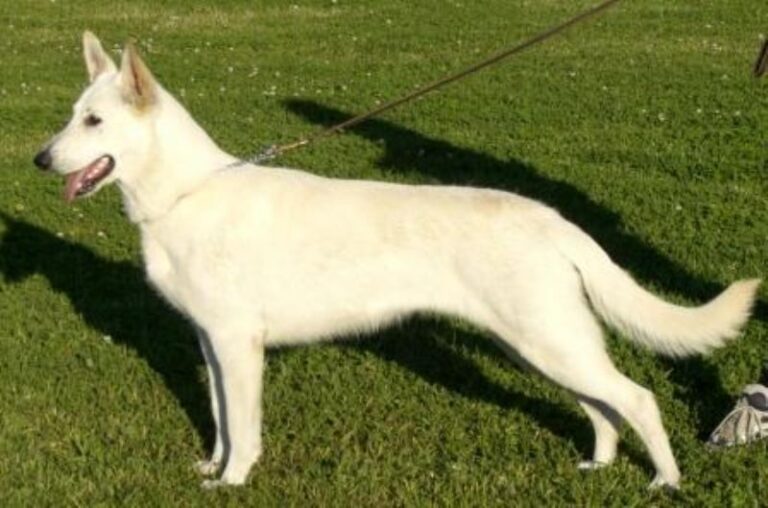 Hvit Gjeterhund