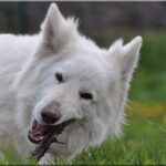 Hvit Gjeterhund