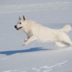 Hvit Gjeterhund