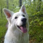 Hvit Gjeterhund