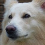 Hvit Gjeterhund
