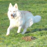 Hvit Gjeterhund