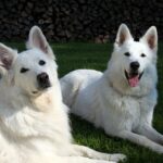 Hvit Gjeterhund