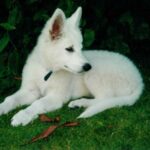 Hvit Gjeterhund