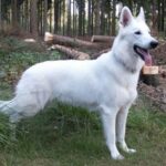 Hvit Gjeterhund