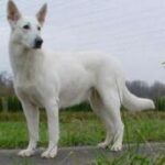 Hvit Gjeterhund