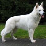 Hvit Gjeterhund