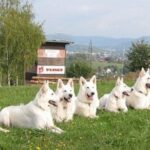 Hvit Gjeterhund