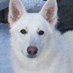 Bella fra Jeppetollern Kennel
