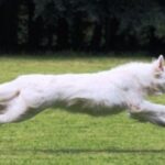 Hvit Gjeterhund