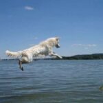 Hvit Gjeterhund