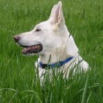 Hvit Gjeterhund