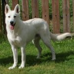 Buck fra Jeppetollern Kennel