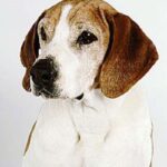 Hygenhund
