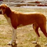 Hygenhund