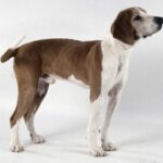 Hygenhund