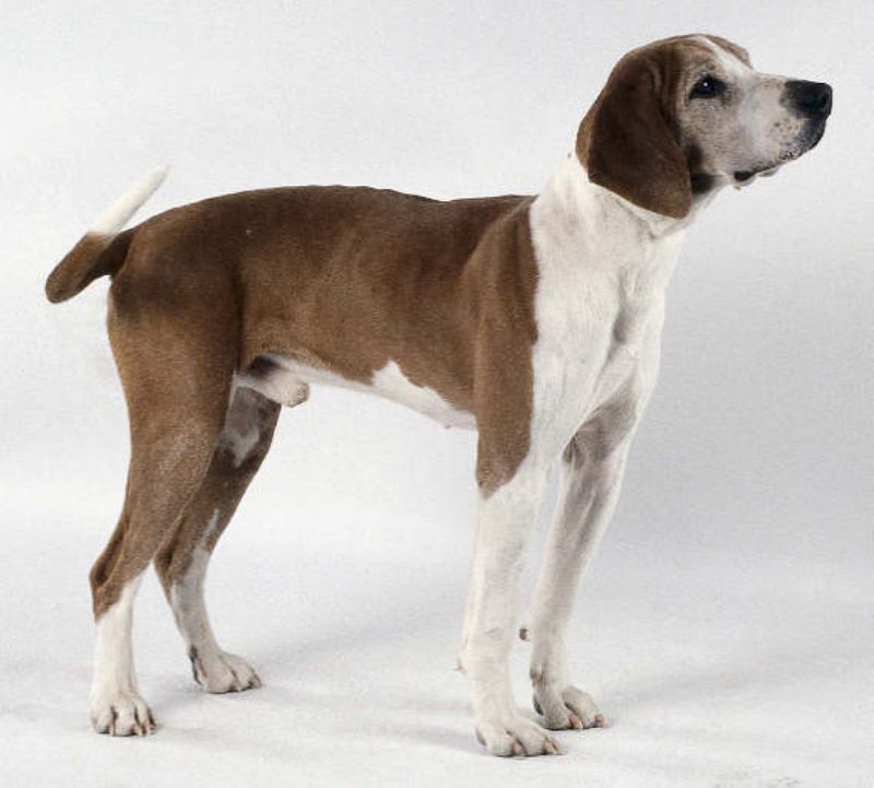 Hygenhund