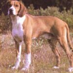 Hygenhund