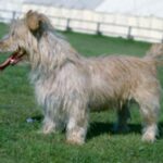 Irish Glen Of Imaal Terrier