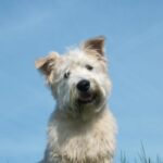 Irish Glen Of Imaal Terrier