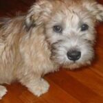 Irish Glen Of Imaal Terrier