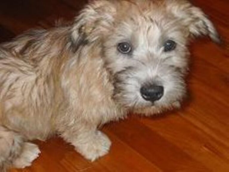 Irish Glen Of Imaal Terrier