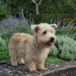 Irish Glen Of Imaal Terrier