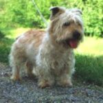 Irish Glen Of Imaal Terrier
