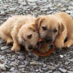 Irish Glen Of Imaal Terrier