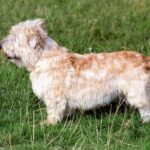 Irish Glen Of Imaal Terrier