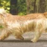 Irish Glen Of Imaal Terrier