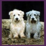 Irish Glen Of Imaal Terrier