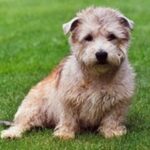 Irish Glen Of Imaal Terrier