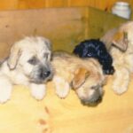 Irish Glen Of Imaal Terrier