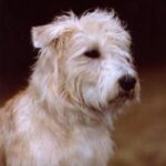 Irish Glen Of Imaal Terrier