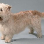 Irish Glen Of Imaal Terrier
