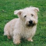 Irish Glen Of Imaal Terrier